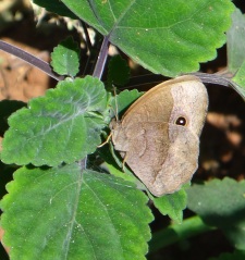 Squinting Bush Brown butterfly unperturbed by the building activity