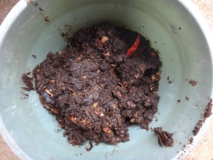 Gardeners Gold.  the result of vermiculture is the Rolls Royce of compost